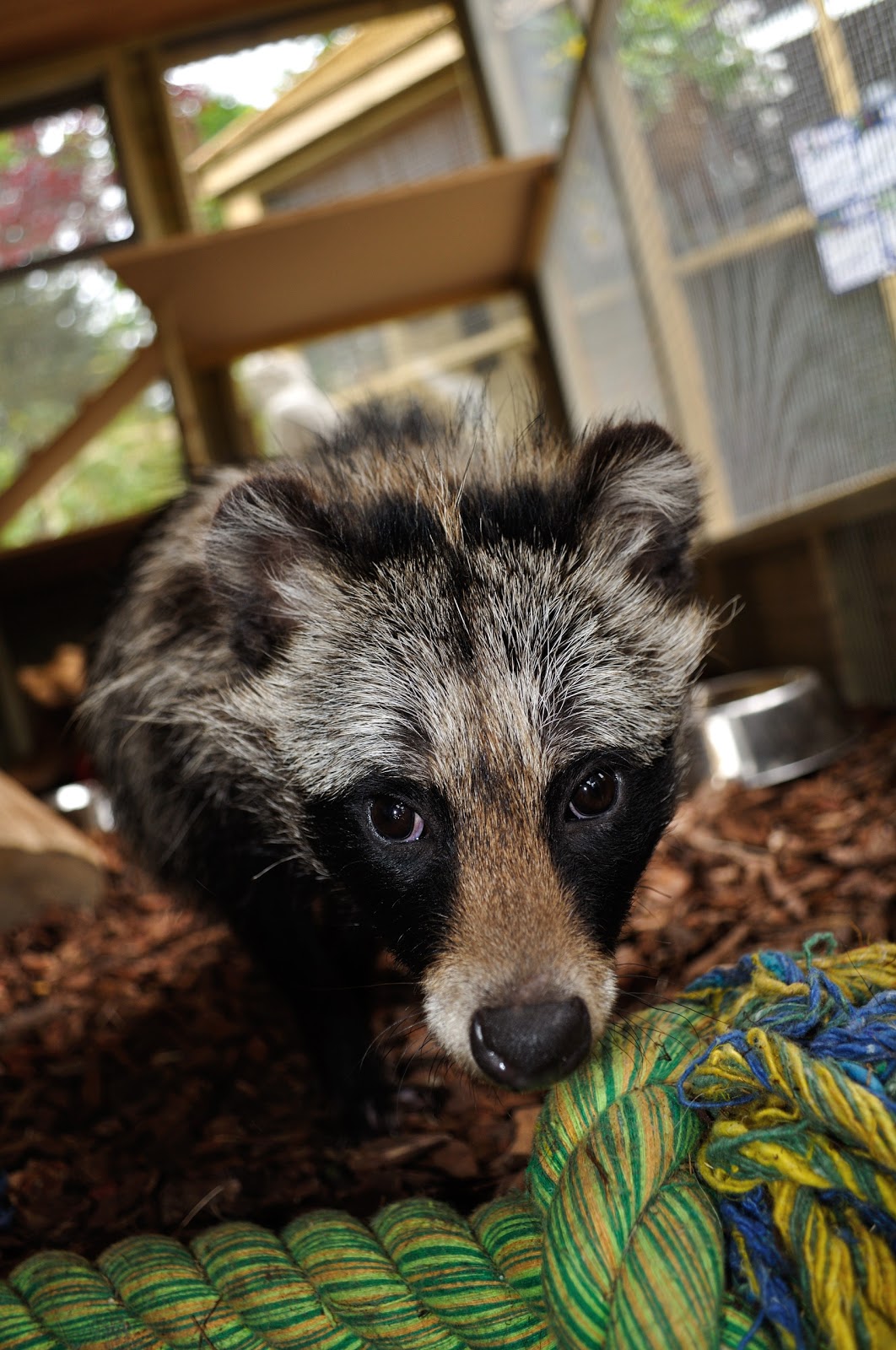 raccoon-proof-koi-pond-cleaning.jpg