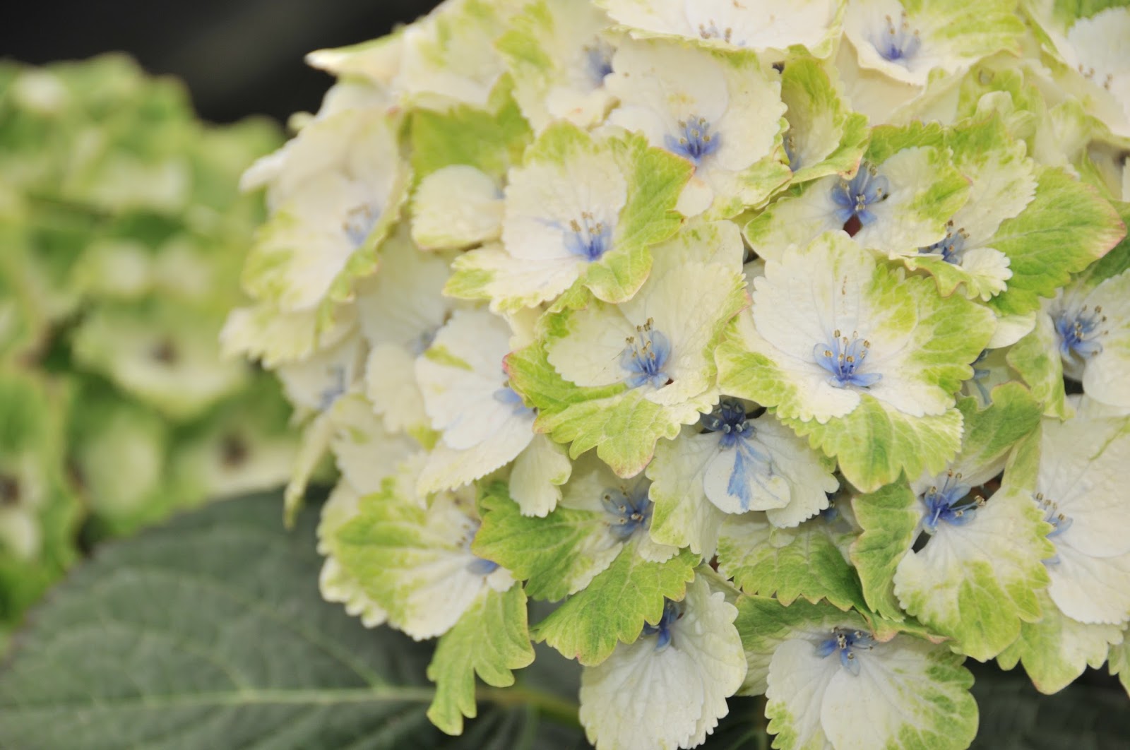 From The Garden Of Zen Gaku Ajisai Hydrangea Macrophylla