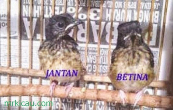 Membedakan Jenis MBMembedakan Jantan Betina MBTrotolan