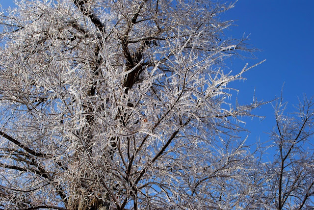 An ice-covered oak tree under a blue sky.