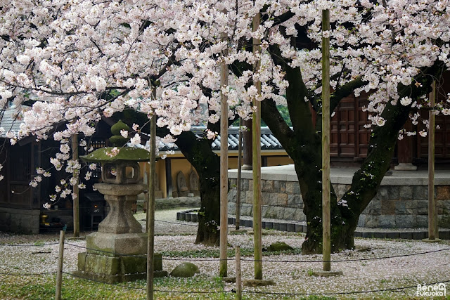 東長寺の桜、福岡