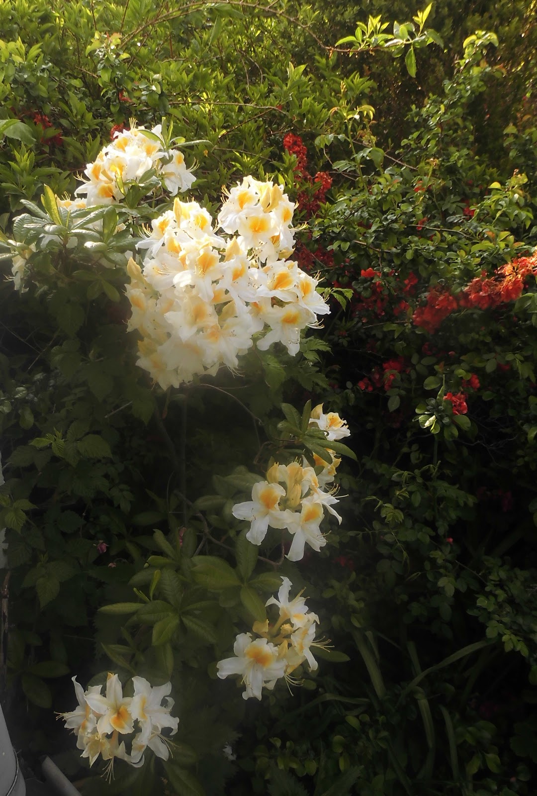 Altes und Neues von Bernd Nowack, Dessau Edle Zartheit