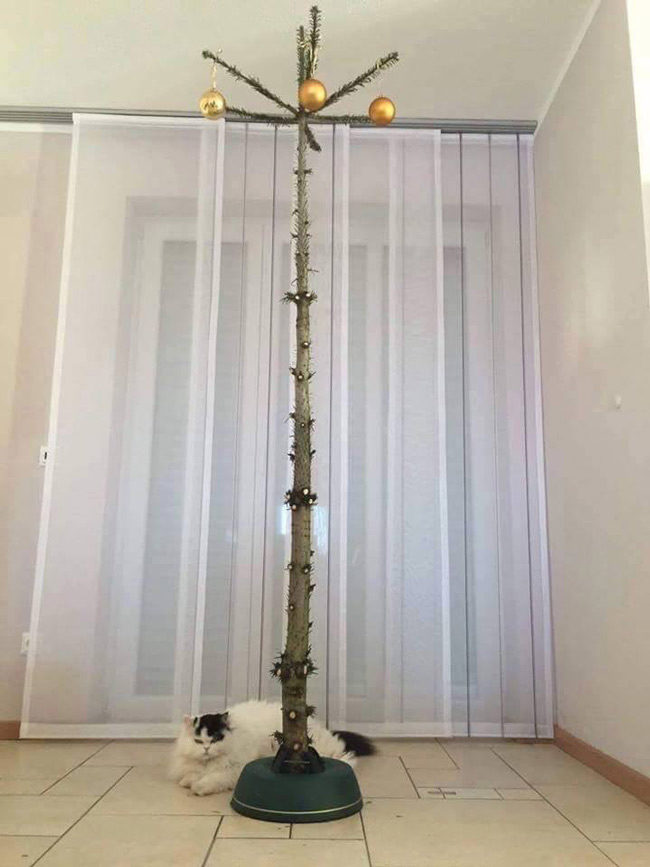Christmas-tree-for-cat-owners-650x867.jpg