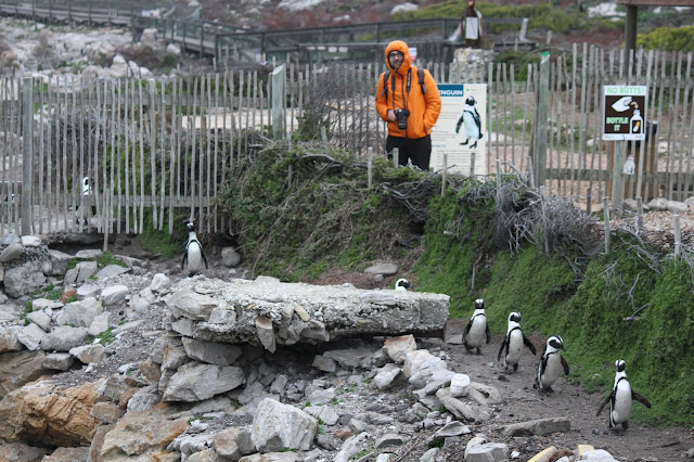 DICAS de viagem para VISITAR HERMANUS e ver baleias e mergulhar com tubarões | África do Sul