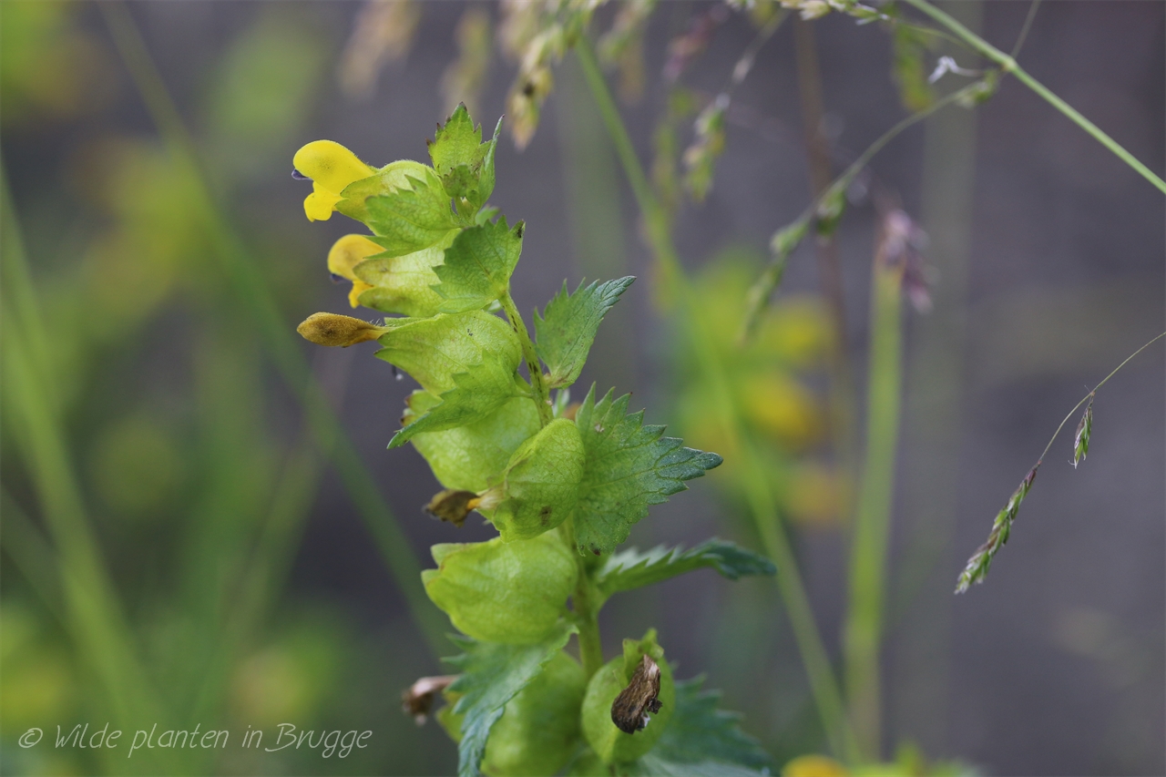 Wilde planten in Brugge Kleine ratelaar