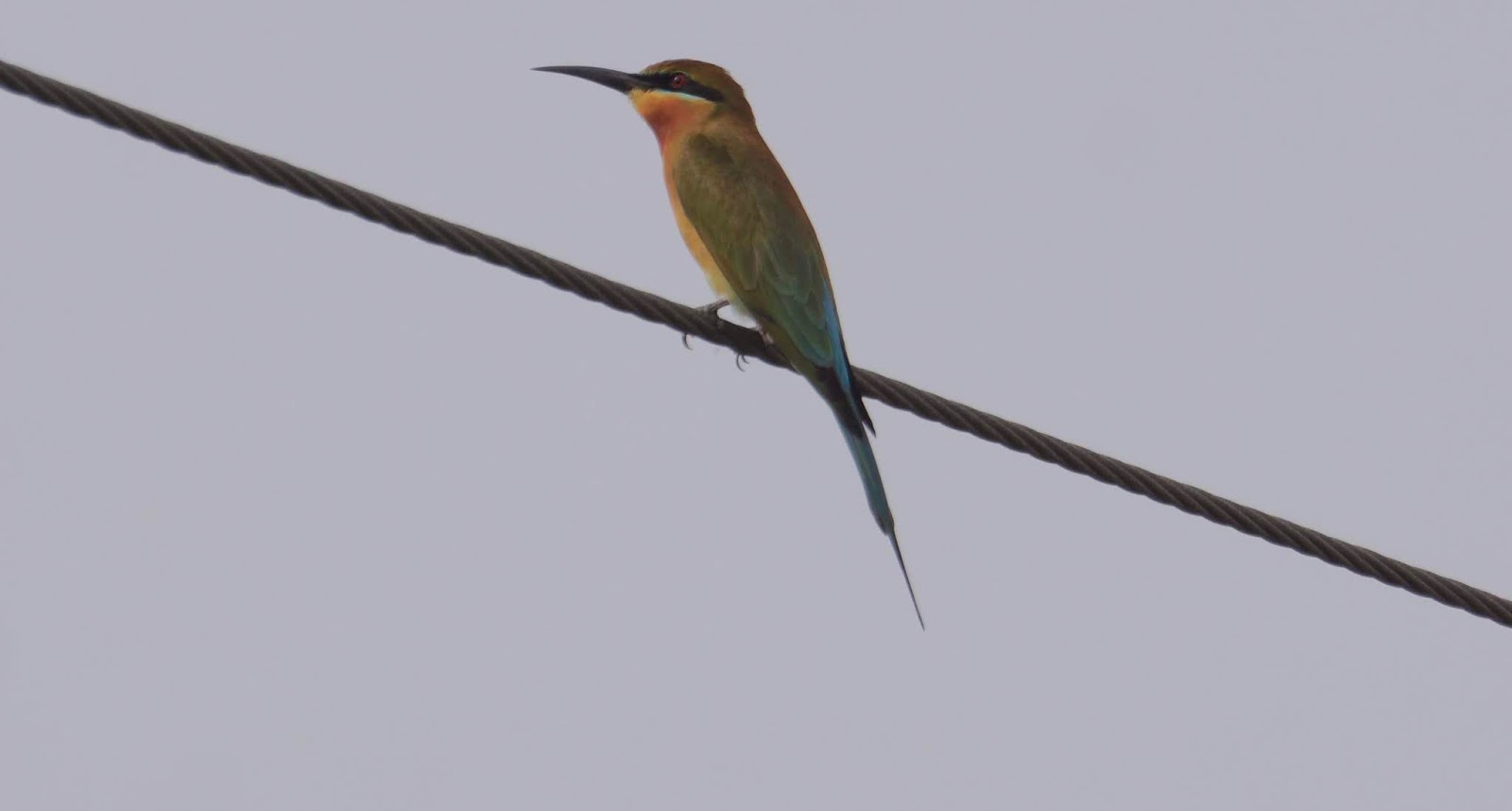 Joyas voladoras hummingbird picture