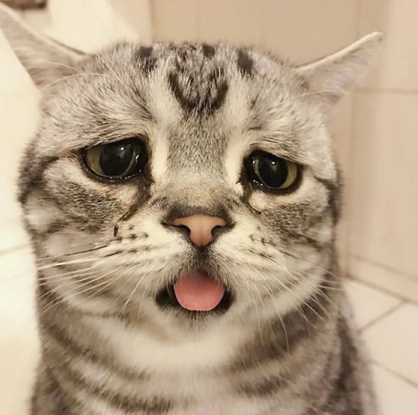 The World’s Cutest and Saddest Cat Luhu Whose Adorable Pictures Will Break Your Heart