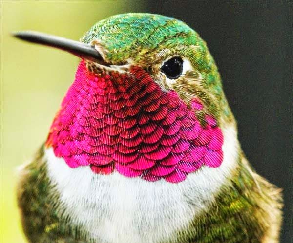 πουλί μέλισσα Bee Hummingbird 