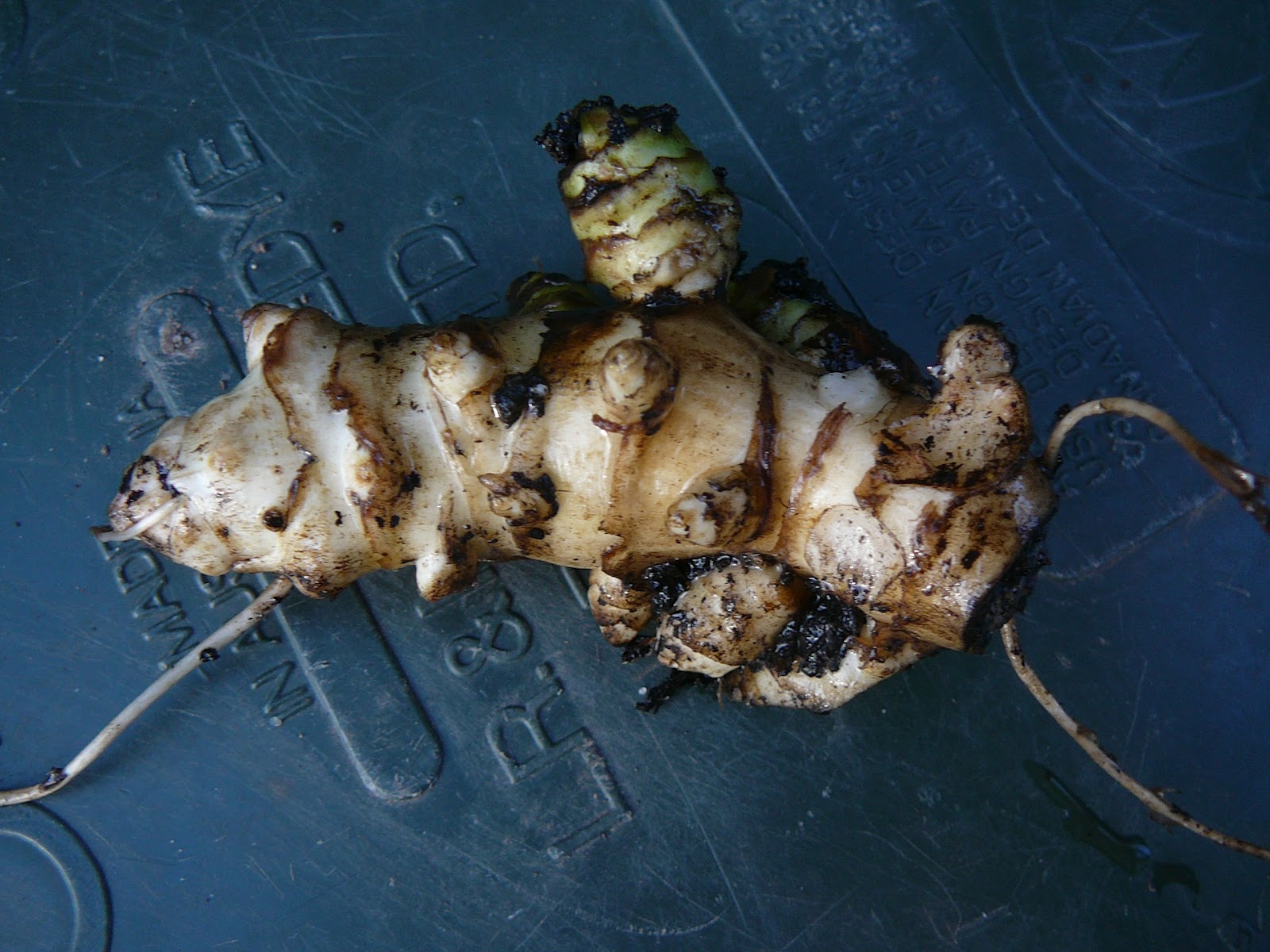 People, Plants, Landscapes Cooking with Jerusalem Artichokes