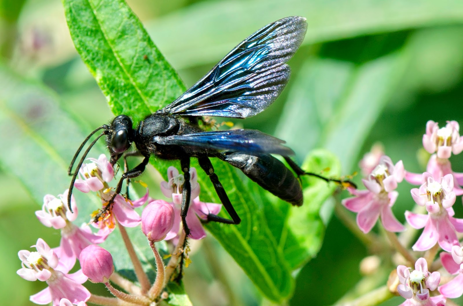 Image result for Great Black Wasp