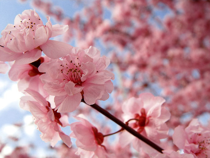 My Blog: Bunga Sakura