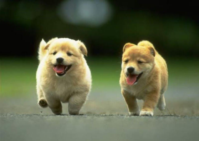 Air Liurnya Adalah Najis Berat, Lalu Bagaimana Hukum Memelihara Anjing? Air Liurnya Adalah Najis Berat, Lalu Bagaimana Hukum Memelihara Anjing?
