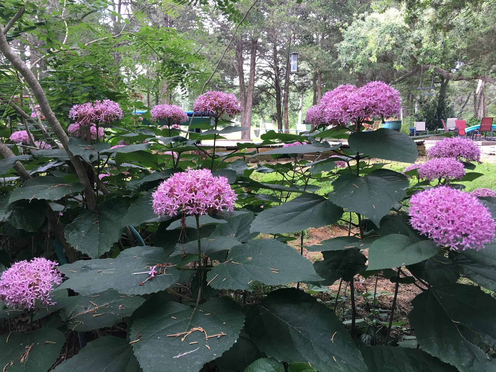Lisa Bonassin's Garden Mexicali Rose June 2, 2018