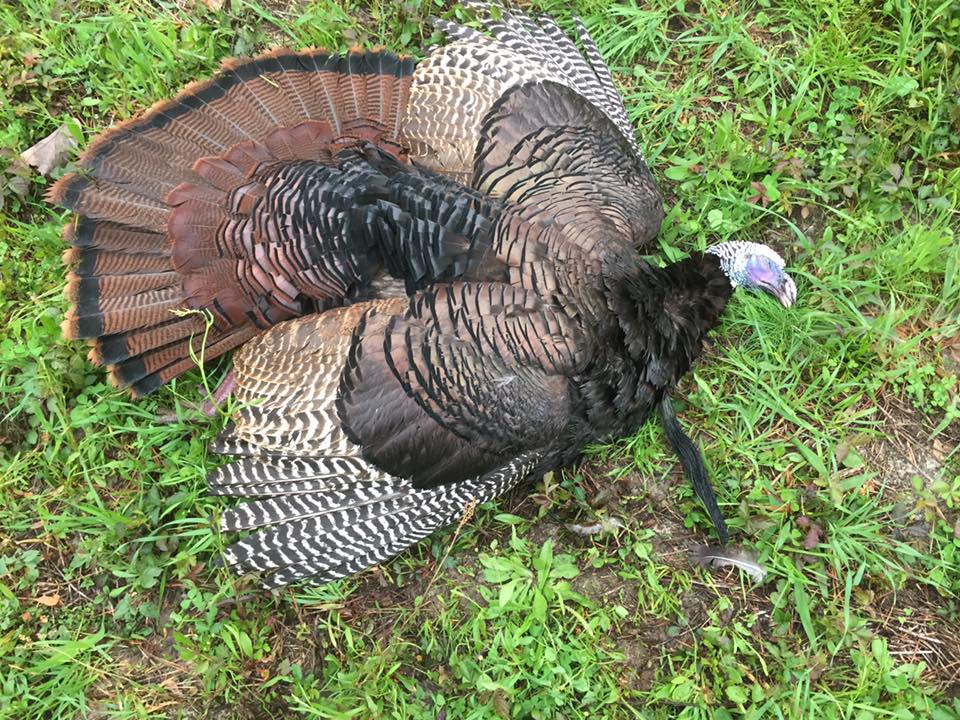 how much does a 12 lb turkey cost