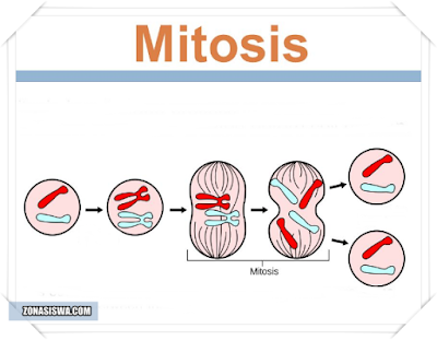 Mitosis, Pengertian Mitosis, Definisi Mitosis, Apa itu Mitosis, Ciri-ciri Mitosis, Proses Mitosis, Tahap-tahapan Mitosis.