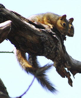 Photograph of baby squirrels in Marble Falls, Texas.
