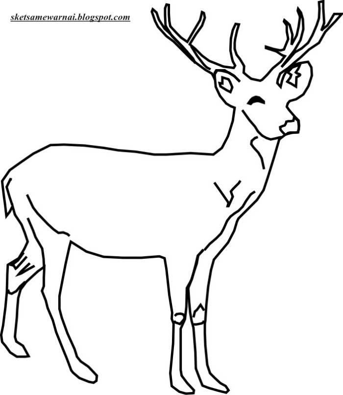 Sketsa Mewarnai Gambar Hewan Rusa Sketsa Mewarnai
