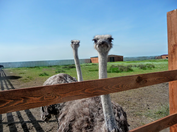 Арабатская стрелка. Пансионат Сокол. Экскурсия в Сафари-парк