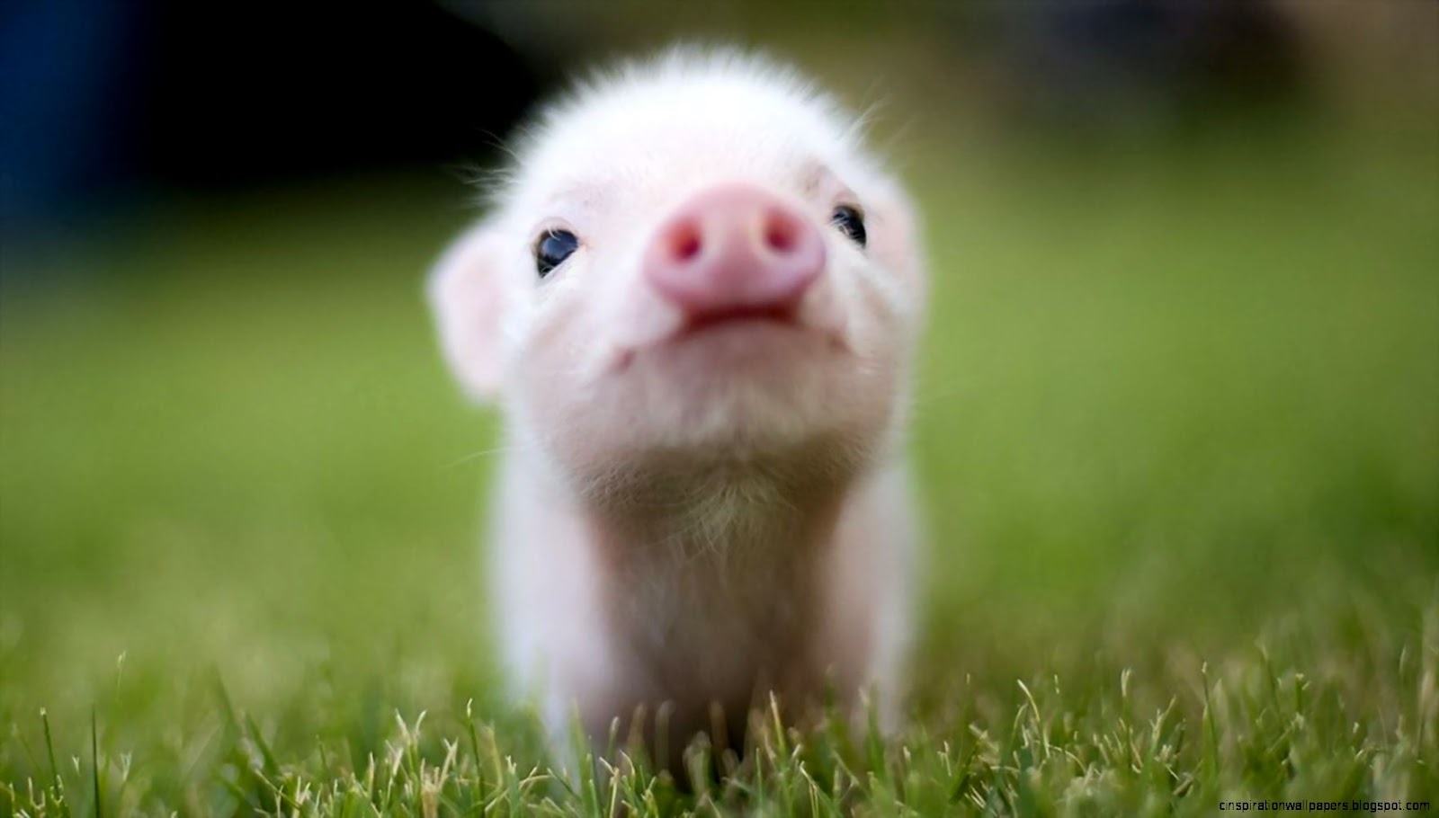 Teacup Pig wallpaper   840020