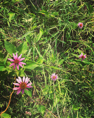 Wild flowers at Walden Pond