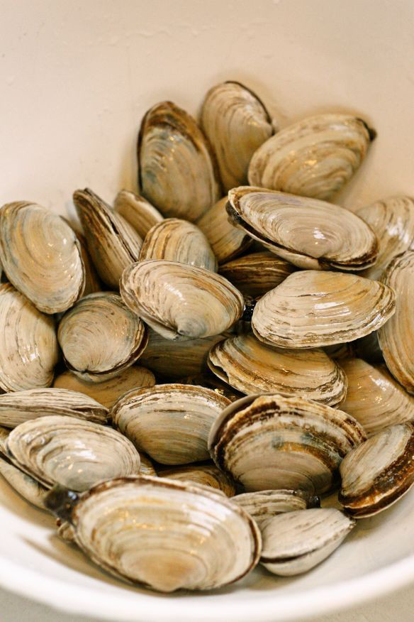 Perfectly imperfect New England Steamers