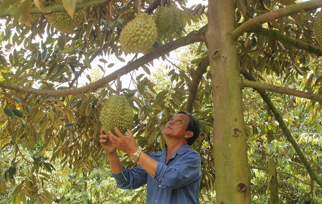 Thu nhập cao từ mô hình trồng sầu riêng khổ qua  Đài Truyền thanh Huyện  Phụng Hiệp