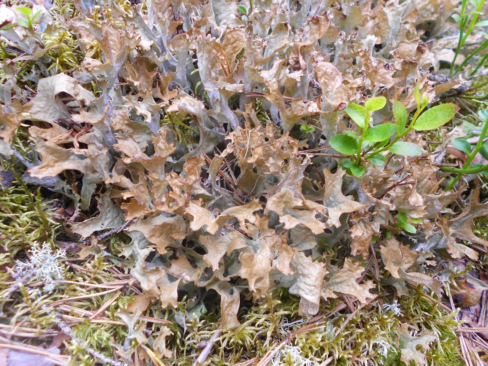 kasvio-hirvenj-k-l-cetraria-islandica