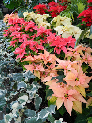 Allan Gardens Conservatory 2015 Christmas Flower Show layers of poinsettias by garden muses-not another Toronto gardening blog