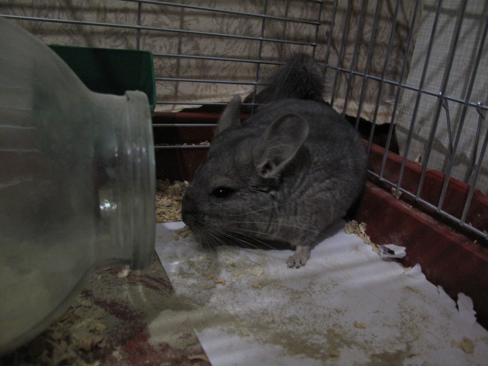 Шиншиллам один день