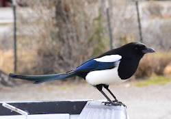 wyoming birds putah creek montana
