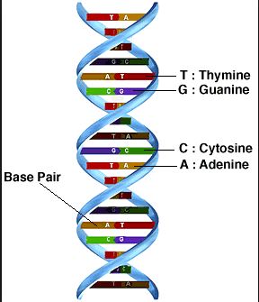 Genetic Engineering: What Are Genes?