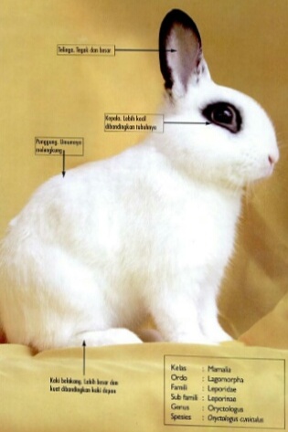 ANIMAL SCIENCE 2015: LAPORAN SEMESTER BIOLOGI