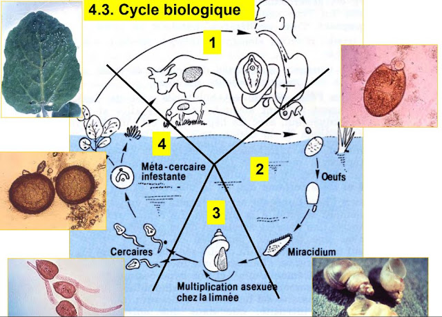 Cours de Biologie Animale SVT S2 - Les Métazoaires Triploblastiques - Biologie Animale