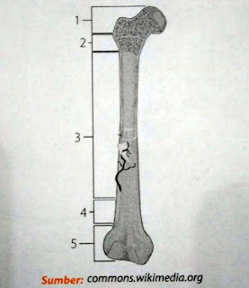 Sebutkan bagian-bagian tulang panjang yang ditunjuk oleh nomor 1, 2, 3