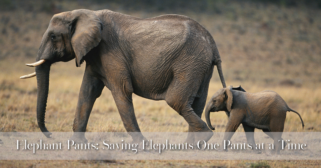 Elephant Pants: Saving Elephants One Pants at a Time
