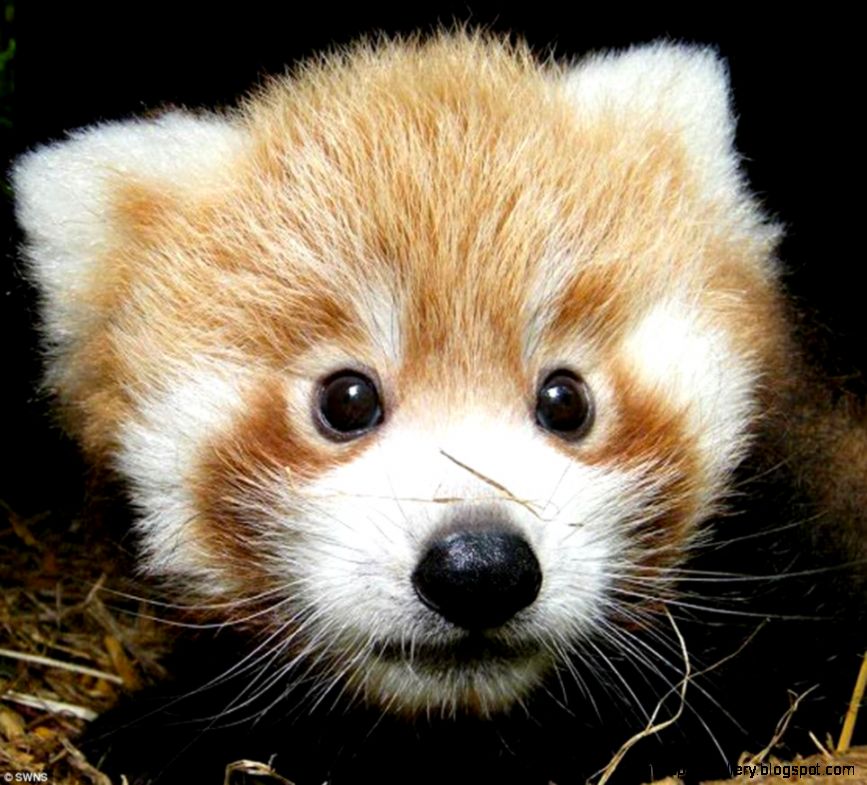 Cute Red Panda Pictures