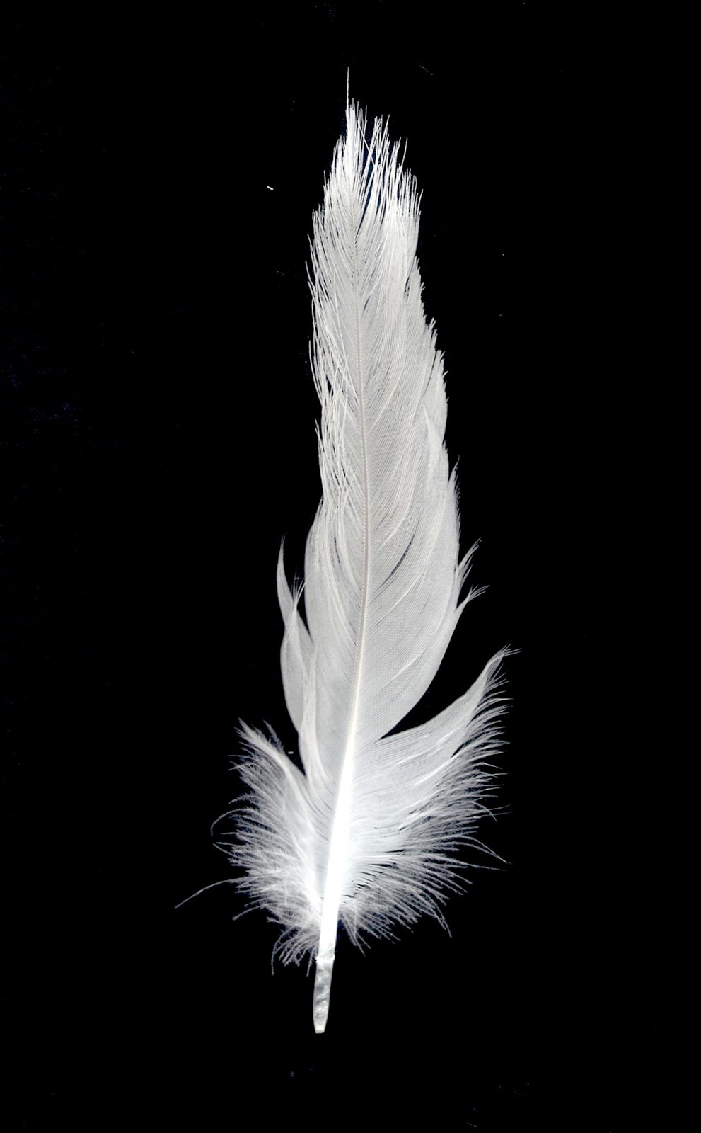 Что значит белое перо. Белое перо. Белые перья Эстетика. Перья Эстетика