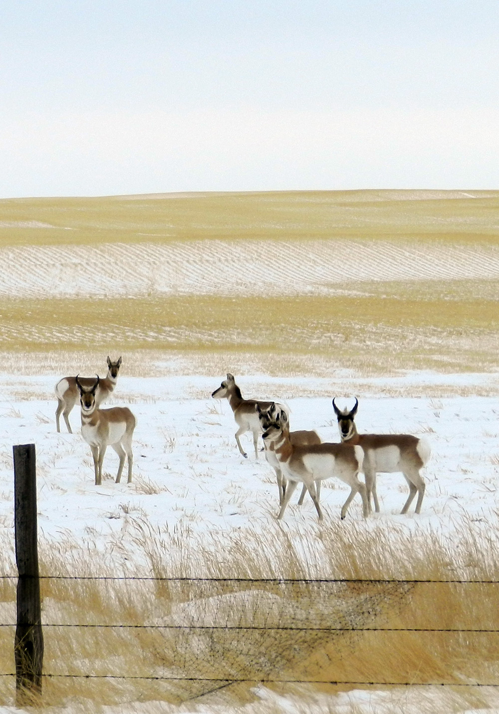 Elfshot Mule Deer and Pronghorn Antelope