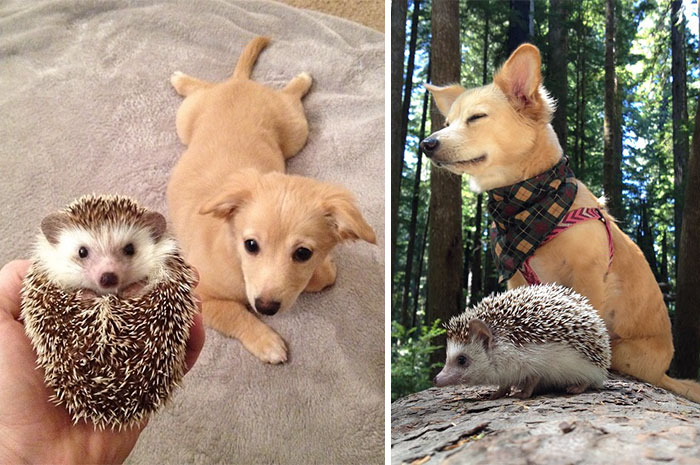 50 Heart-Warming Photos of Animals Growing Up Together - Biddy The Hedgehog And His Sister Charlie The First Day They Met And Now 50 Heart-Warming Photos of Animals Growing Up Together - Biddy The Hedgehog And His Sister Charlie The First Day They Met And Now