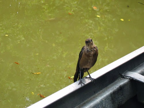 Female boat-tailed grackle.
