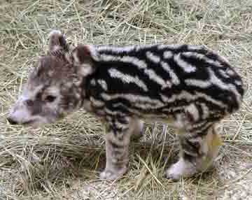 gambar binatang - foto tapir