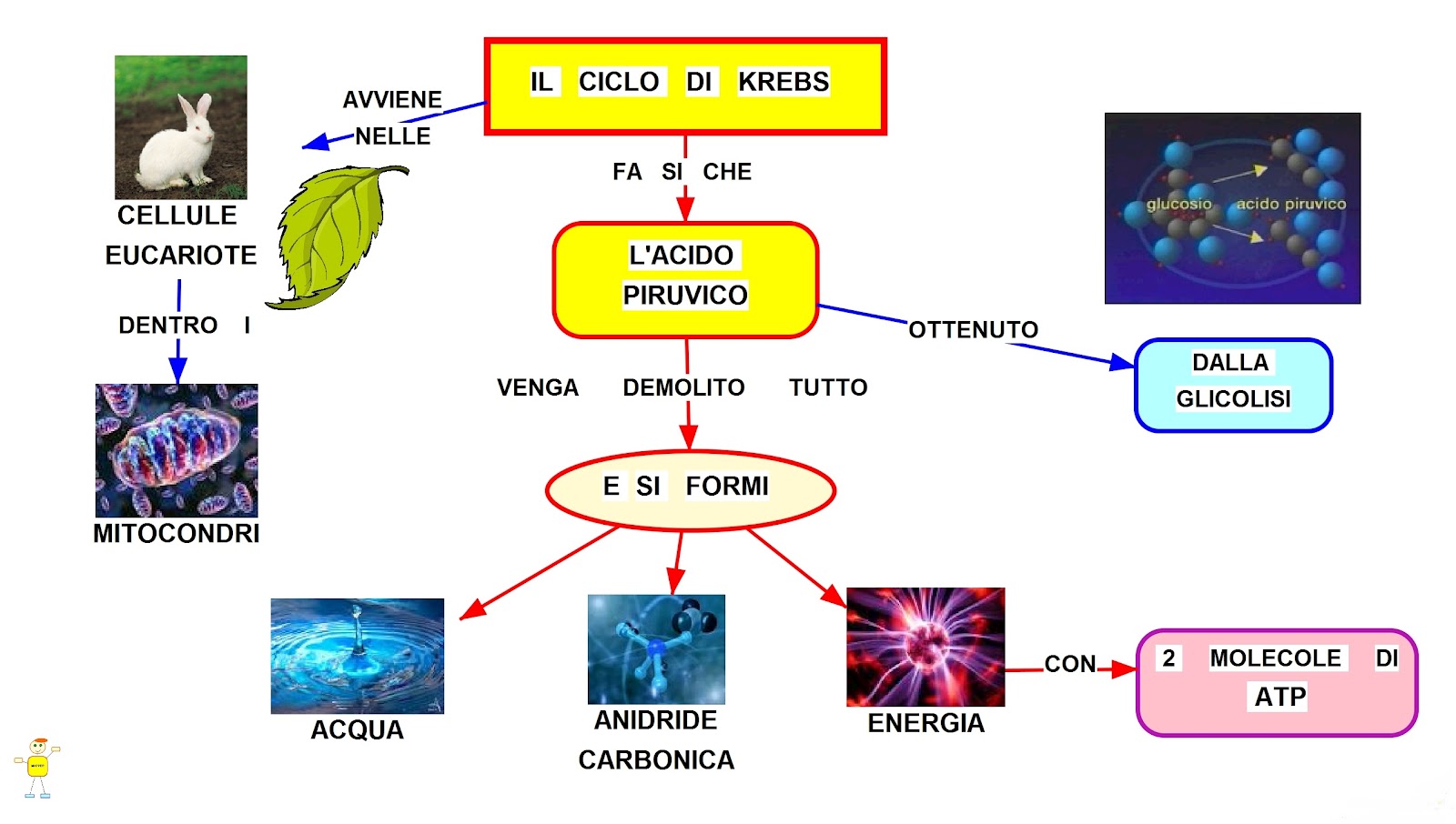 Mappa concettuale: Ciclo di Krebs • Scuolissima.com