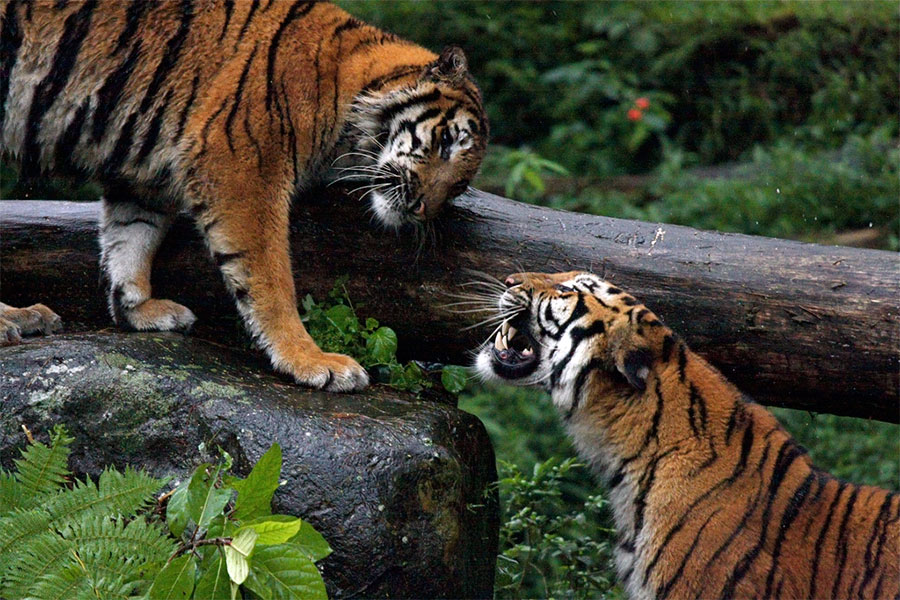 Taman Safari Indonesia Cisarua Bogor|Info Destinasi Wisata