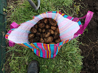 Potato Harvest - Wilja Potatoes