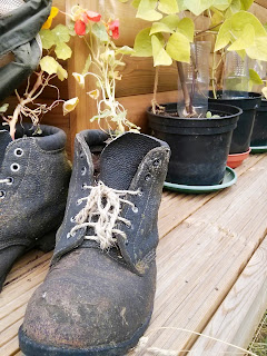 plant in shoe