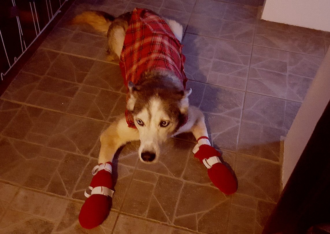 Rain's Kitchen and Garden! Homemade Dog Boots The Frugal Way!