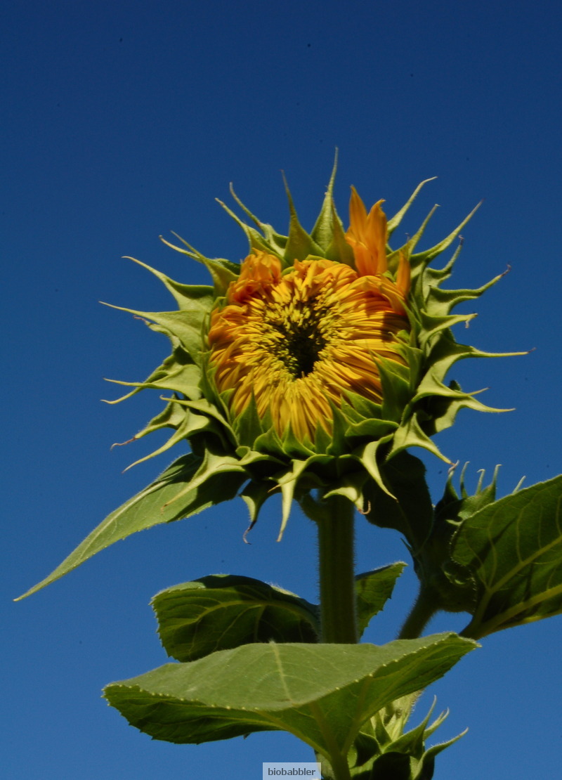Sunflower essay