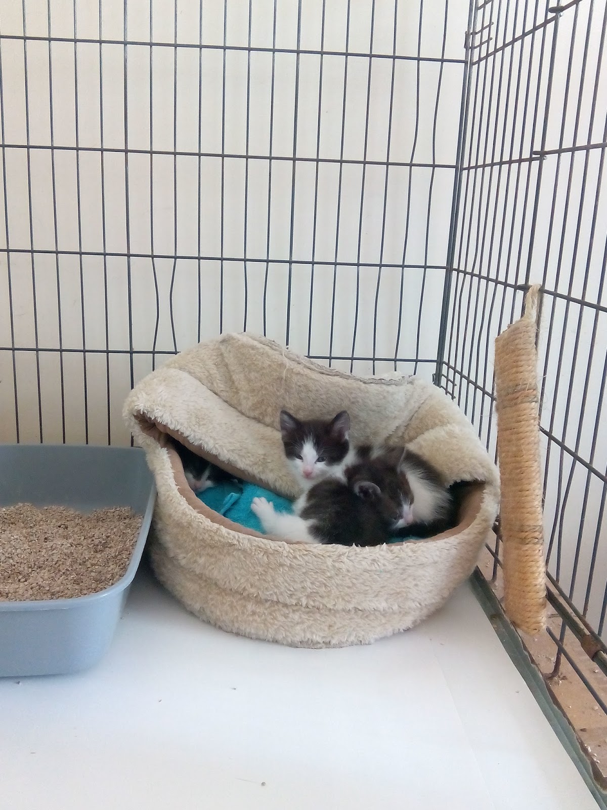 Lesė Shelter FERTILITY OF CATS