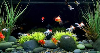 Ikan Koi Dalam Aquarium Bulat Aneka Ikan Hias