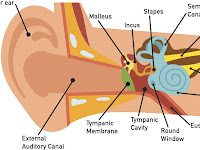 Ear Anatomy Diagram Ear Anatomy Diagram
